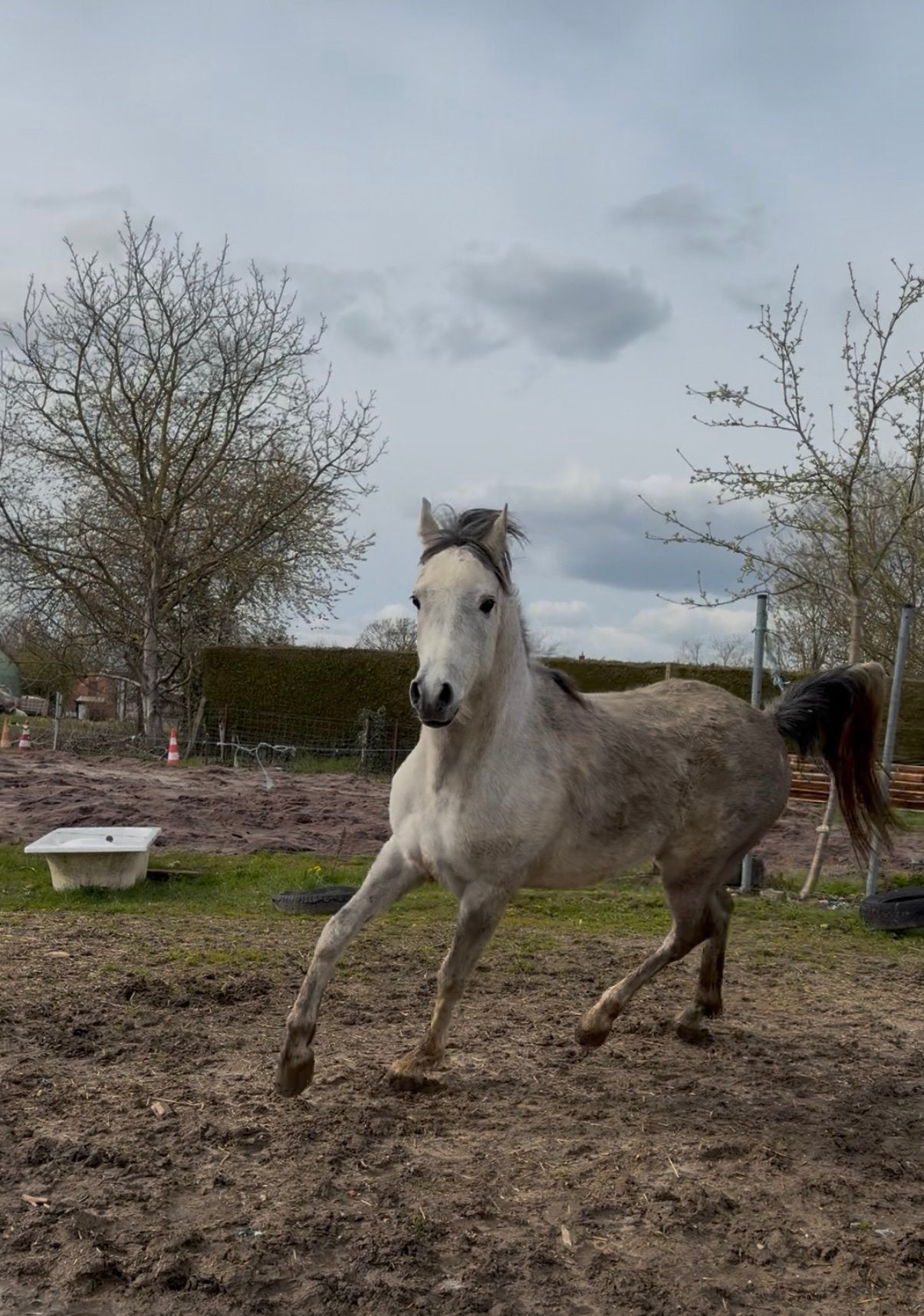 Arabisch paard, Dieren en Toebehoren, Ruin, Met stamboom, 3 tot 6 jaar