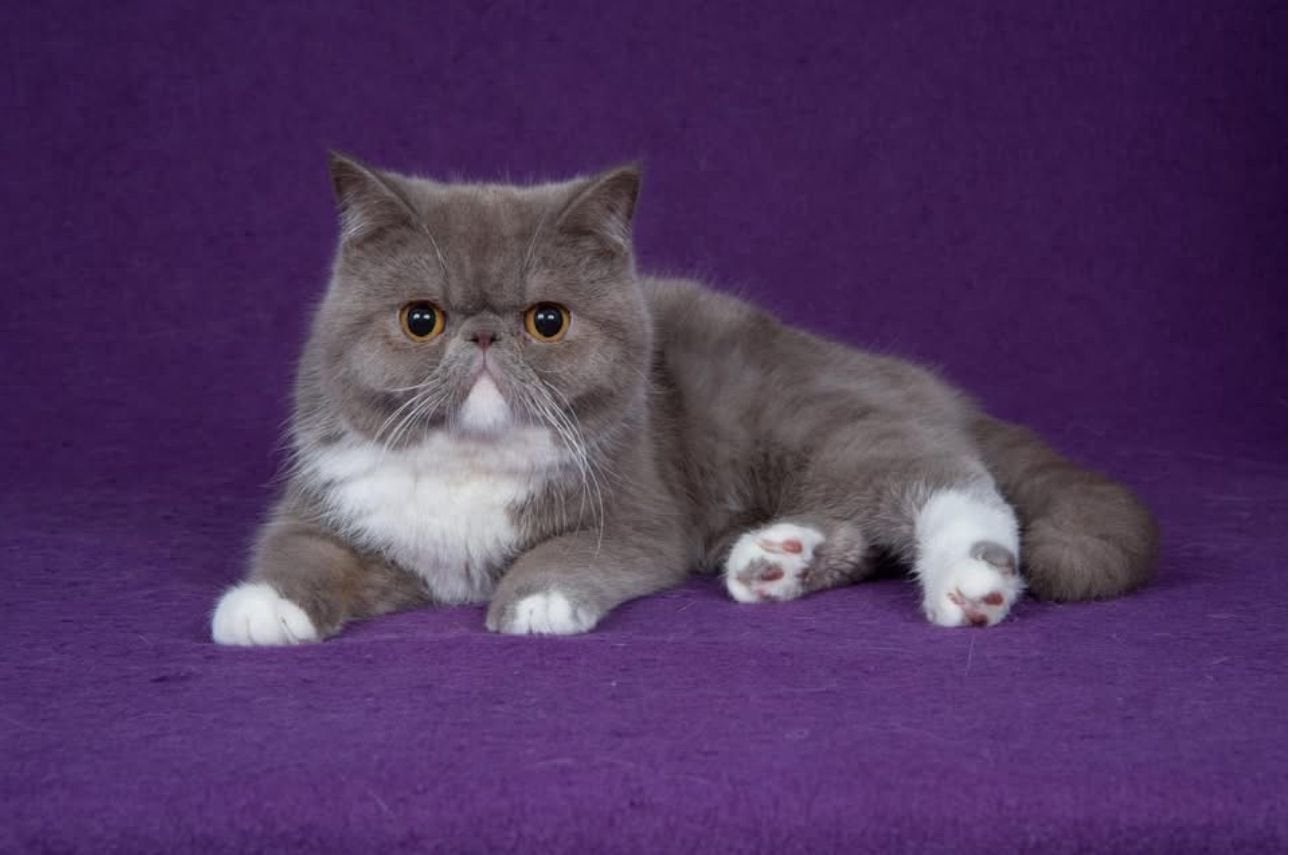Poil court exotique, Animaux & Accessoires, Chats & Chatons | Chats de race | Poil long, Chatte ou Chat, 0 à 2 ans, Avec pedigree