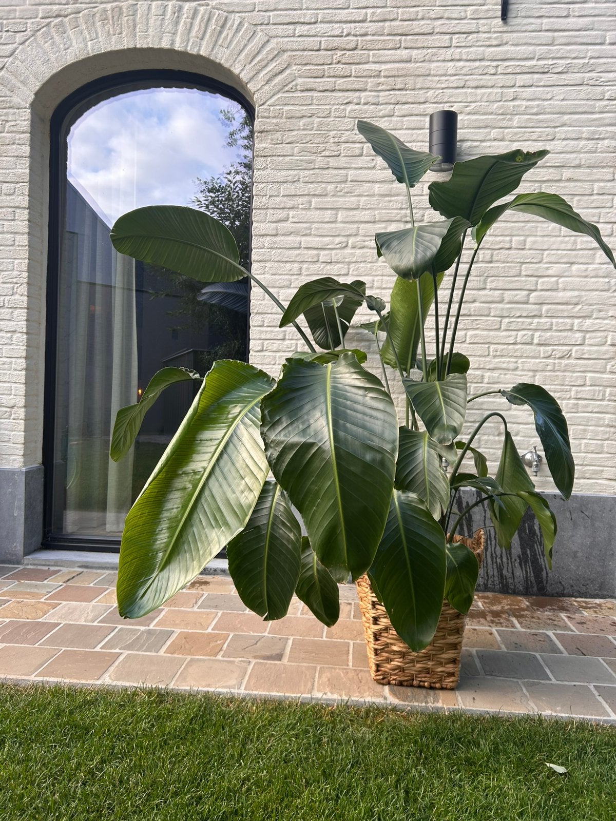 Mooie kamerplant met mand (Strelitzia nicolai), hoogte 190cm, Ophalen
