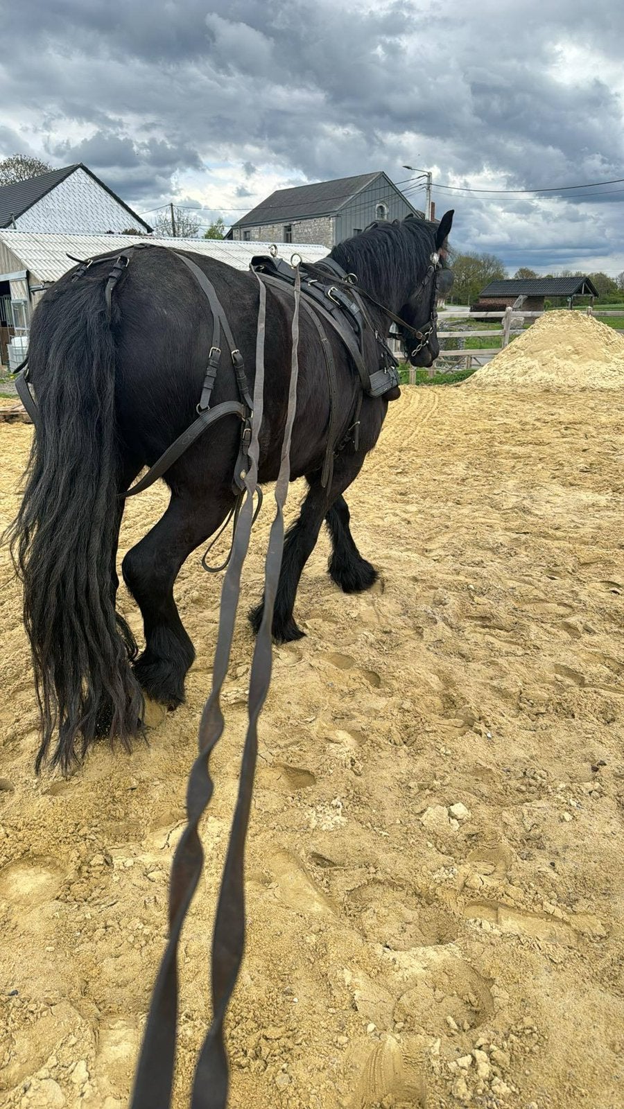 Hongre frison, Animaux & Accessoires