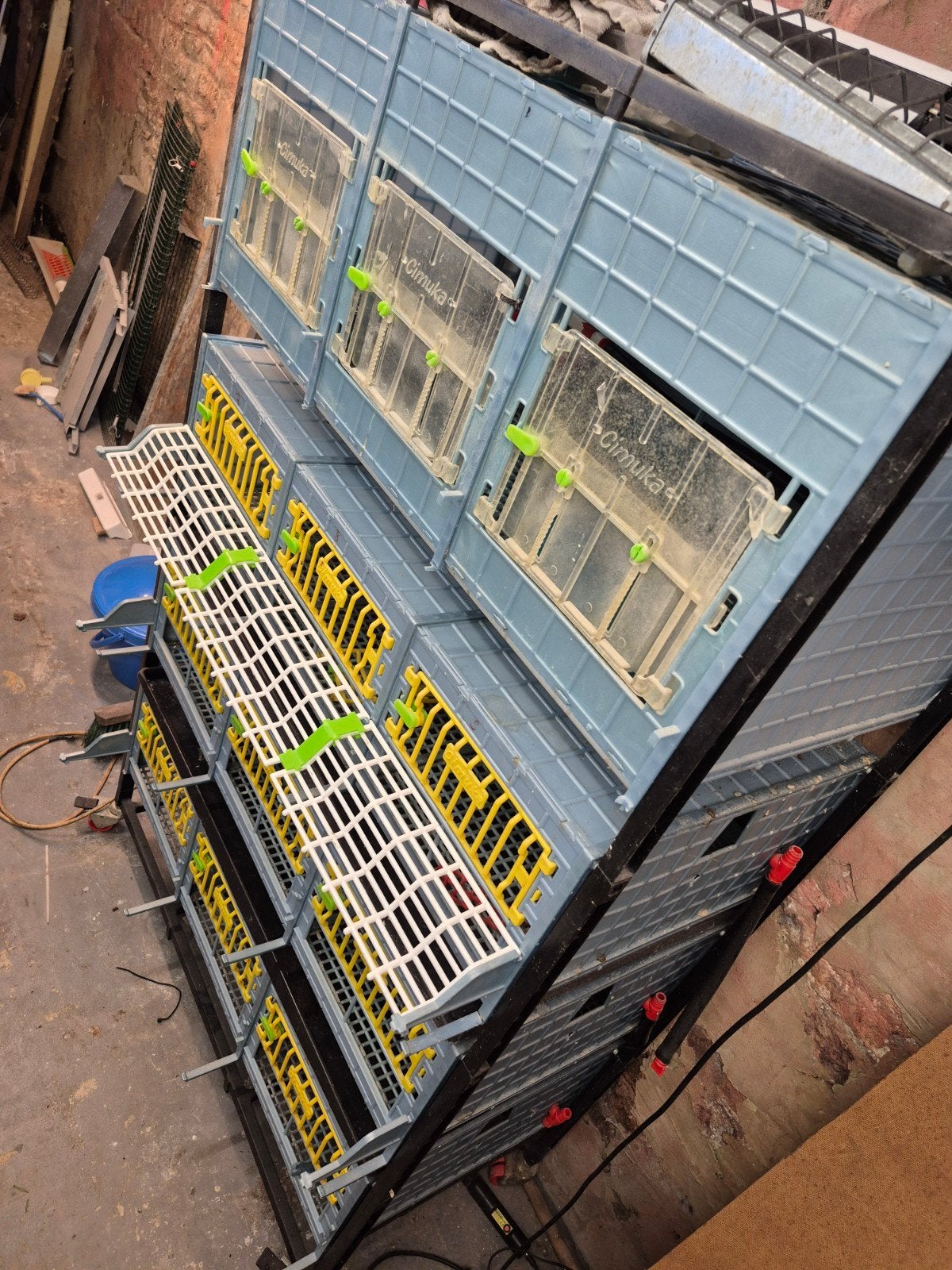 Cage cailles, Enlèvement