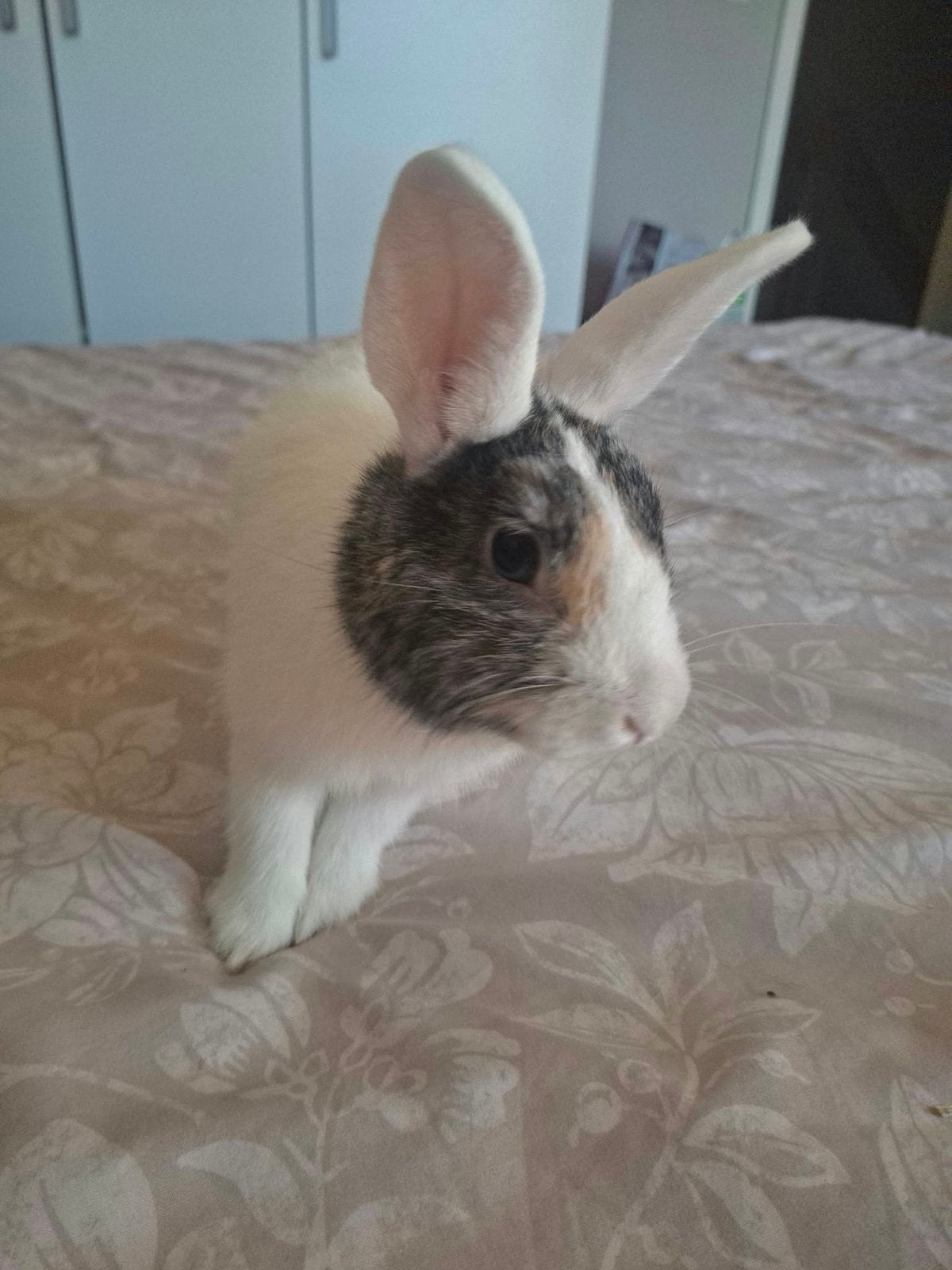 2 konijnen te koop., Mannelijk, Middelgroot, Hangoor, 0 tot 2 jaar