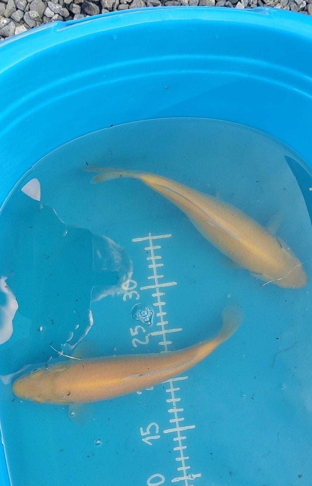 2 karashigoi, Animaux & Accessoires, Poissons | Poissons d'étang