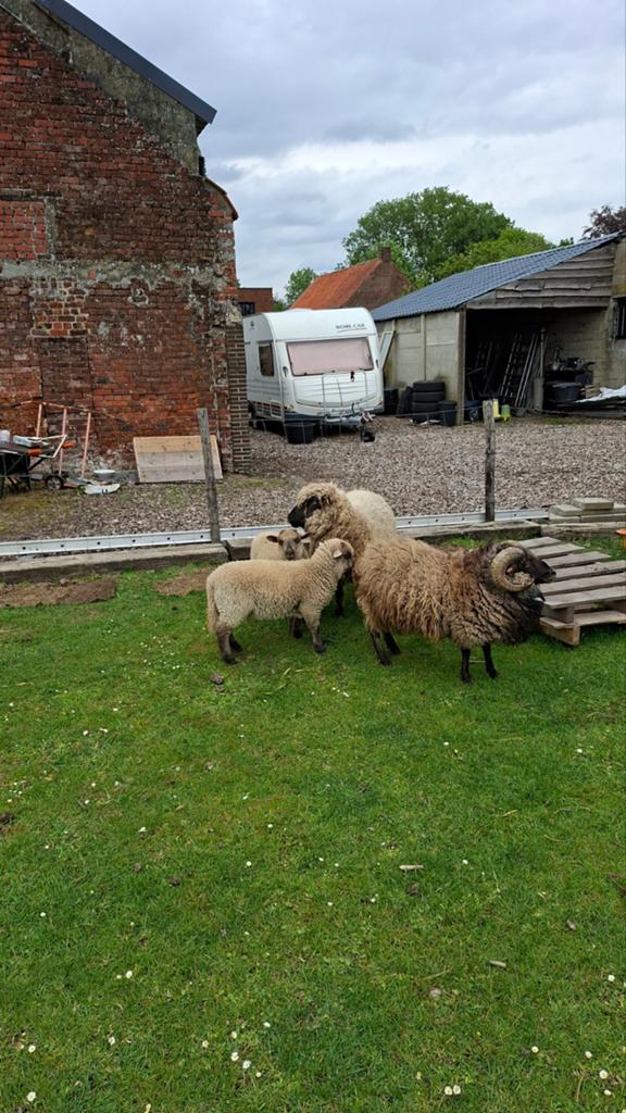 Shropshire x ouissant bokje ramlam, Dieren en Toebehoren