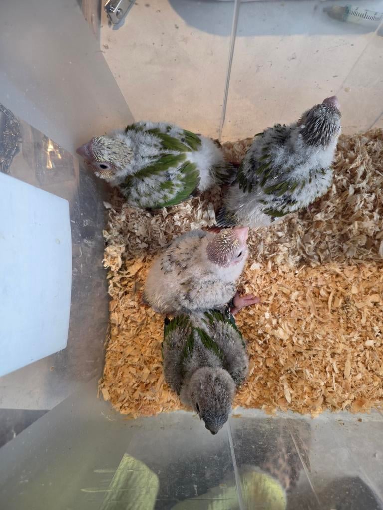 Conures molinae