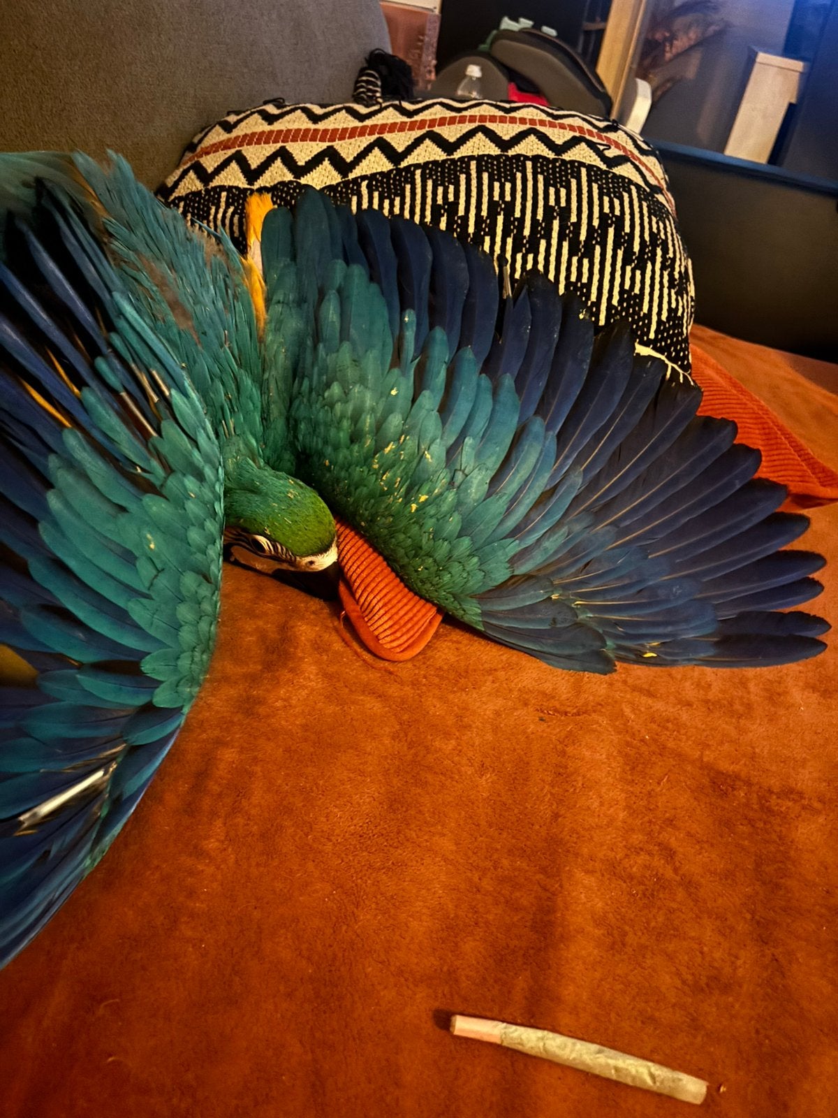 Handtamme blauwgele ara