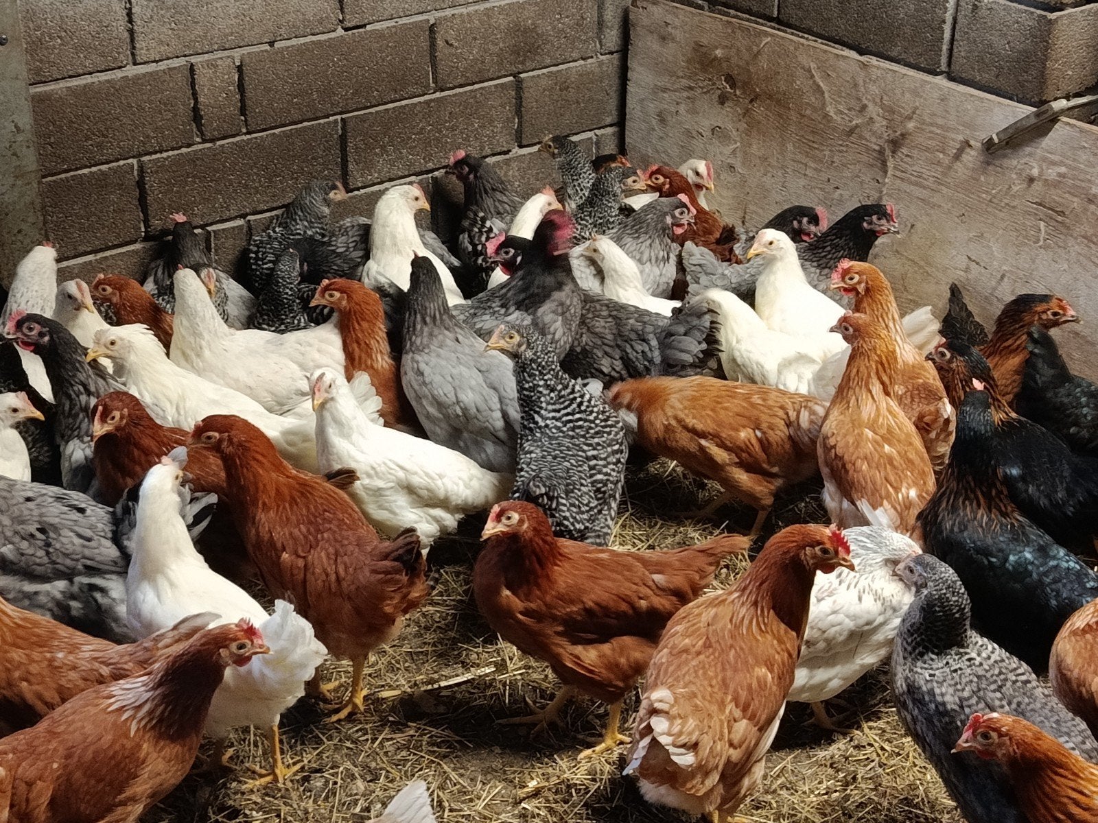jonge legkippen promo !!! alle kleuren !, Dieren en Toebehoren, Pluimvee, Kip