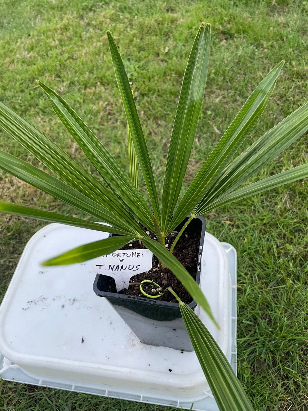Te koop : T. fortunei x T. nanus hybride palm., Ophalen