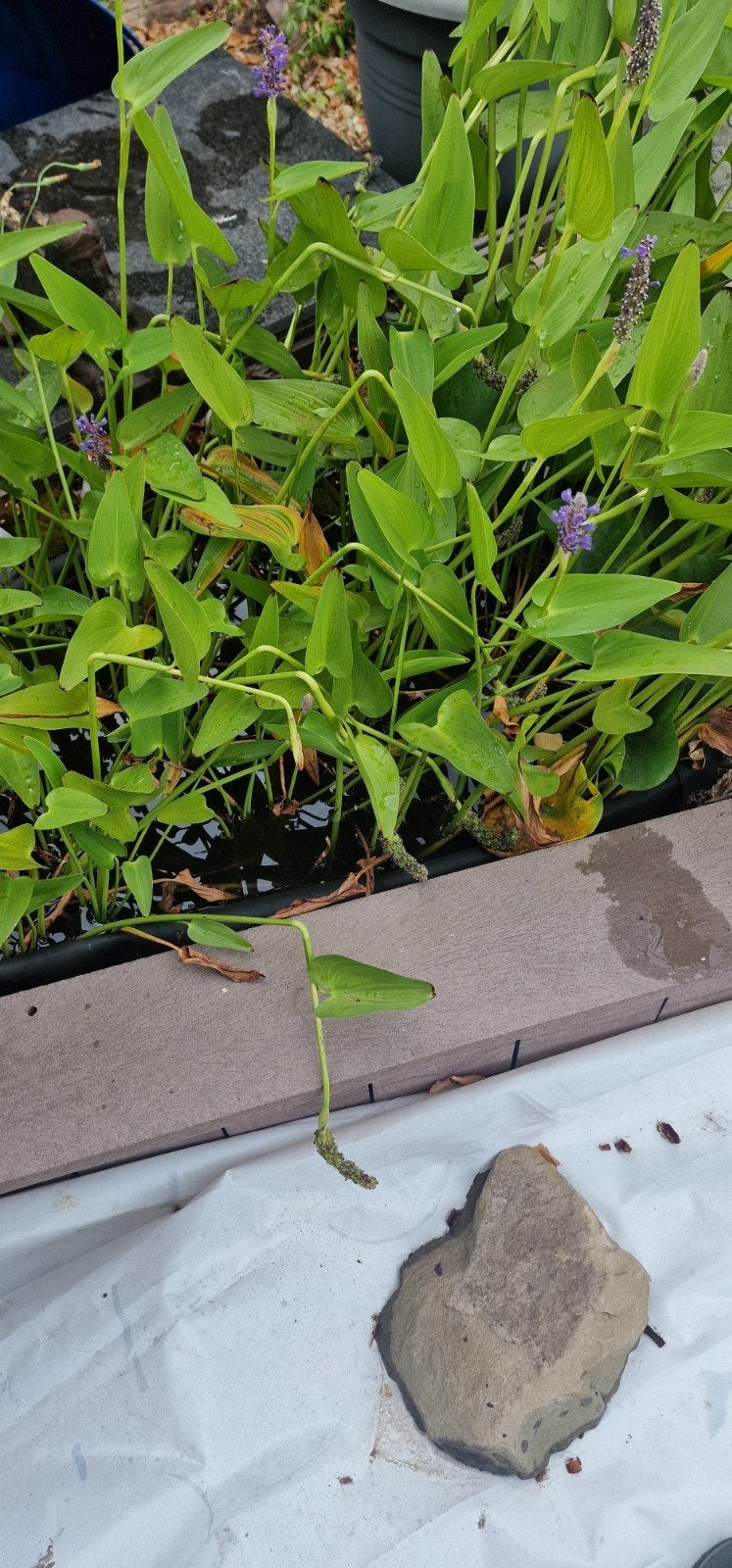 Snoekkruid. Pontederia cordata, Enlèvement