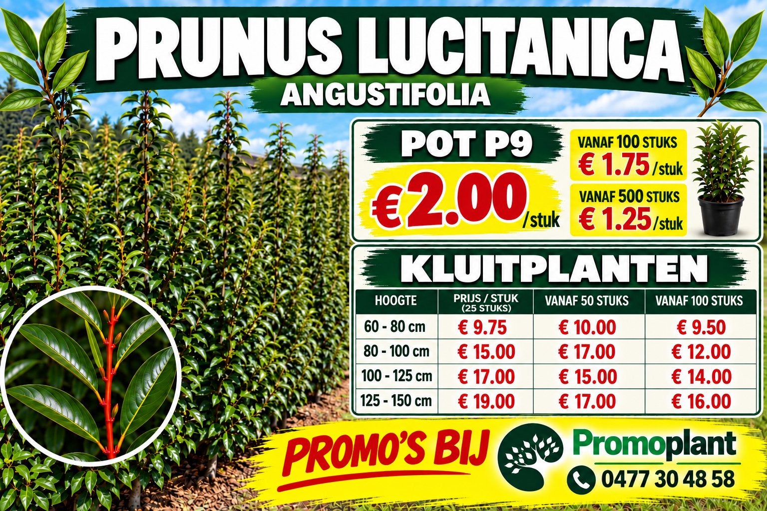 ‼️Portugese laurier aan PROMOprijzen bij PROMOplant‼️, Enlèvement, Laurier