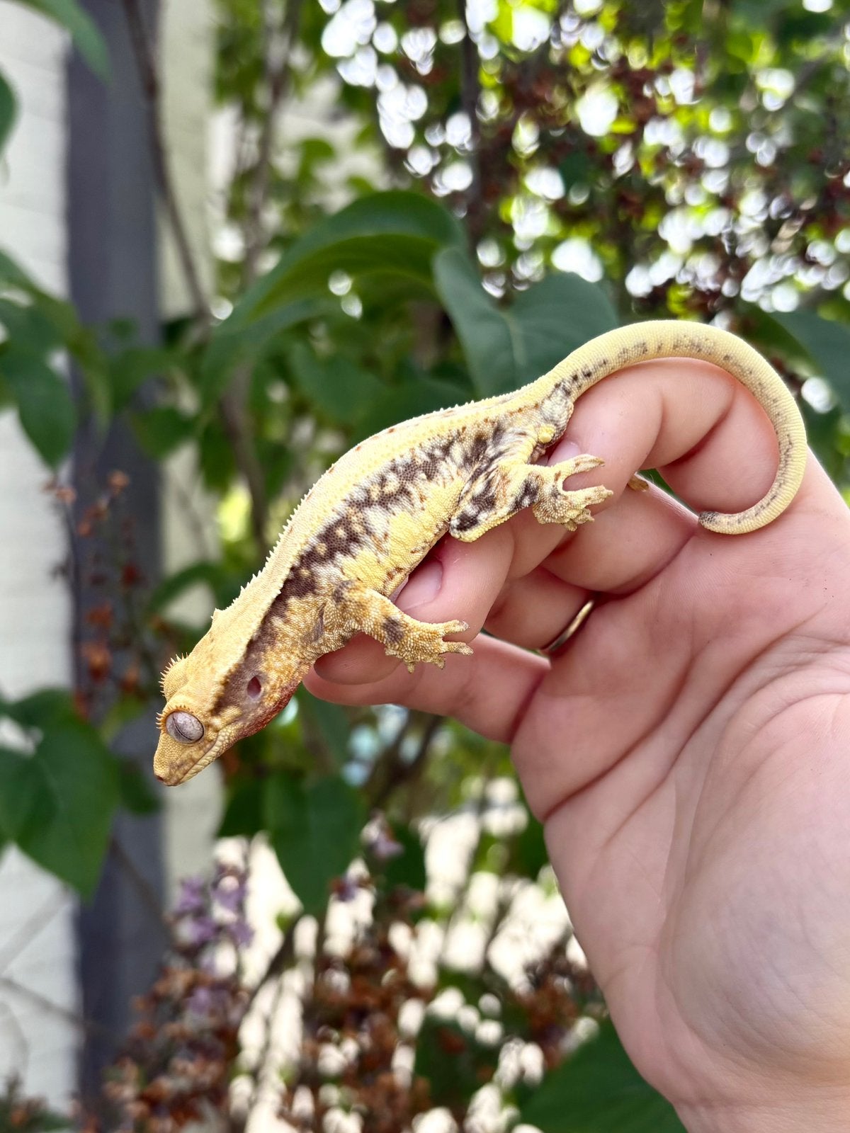 Wimpergekko Lily White 1.0 man, Dieren en Toebehoren, Reptielen en Amfibieën