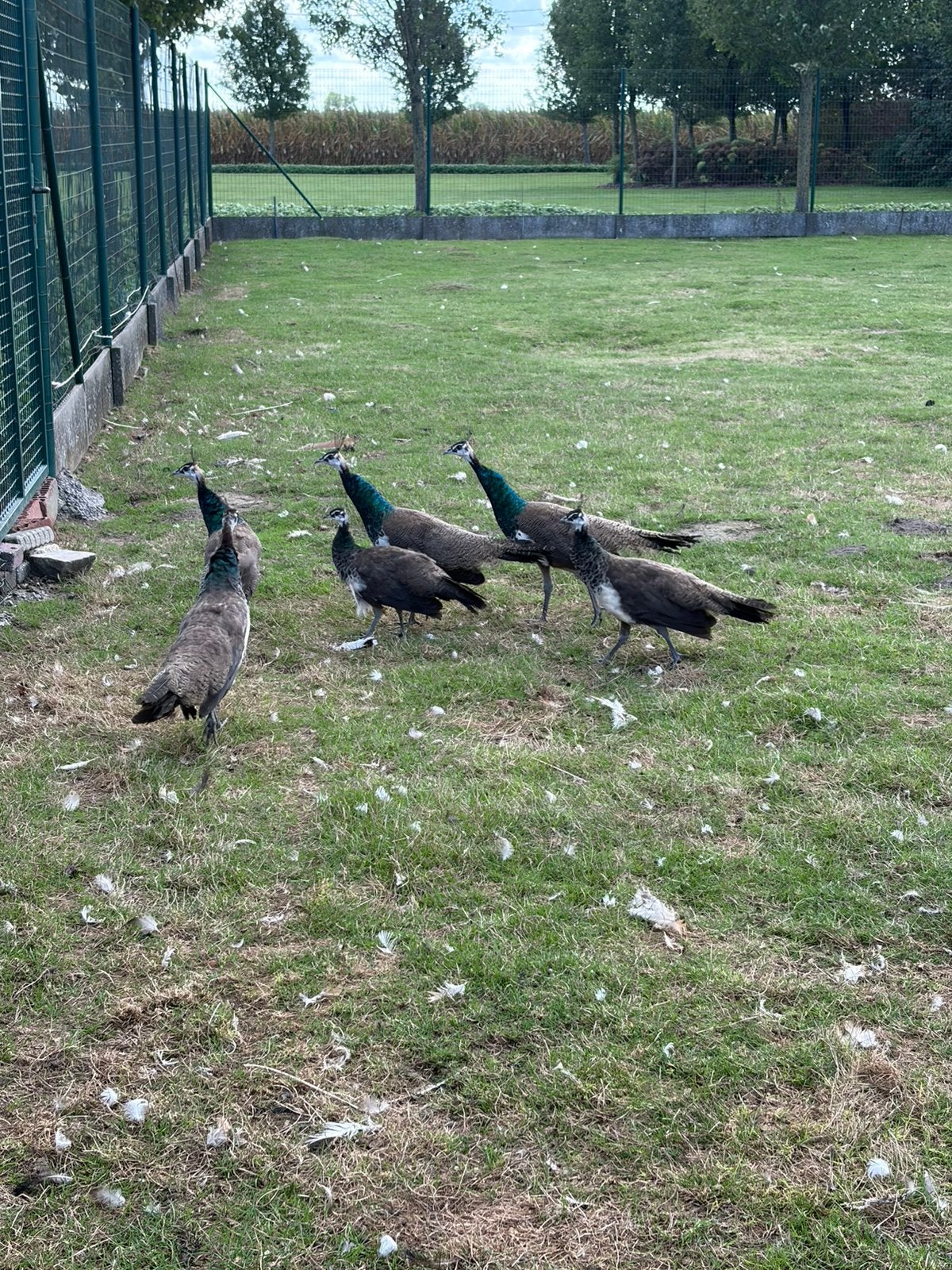Jonge blauwe pauwen, Dieren en Toebehoren, Meerdere dieren, Overige soorten