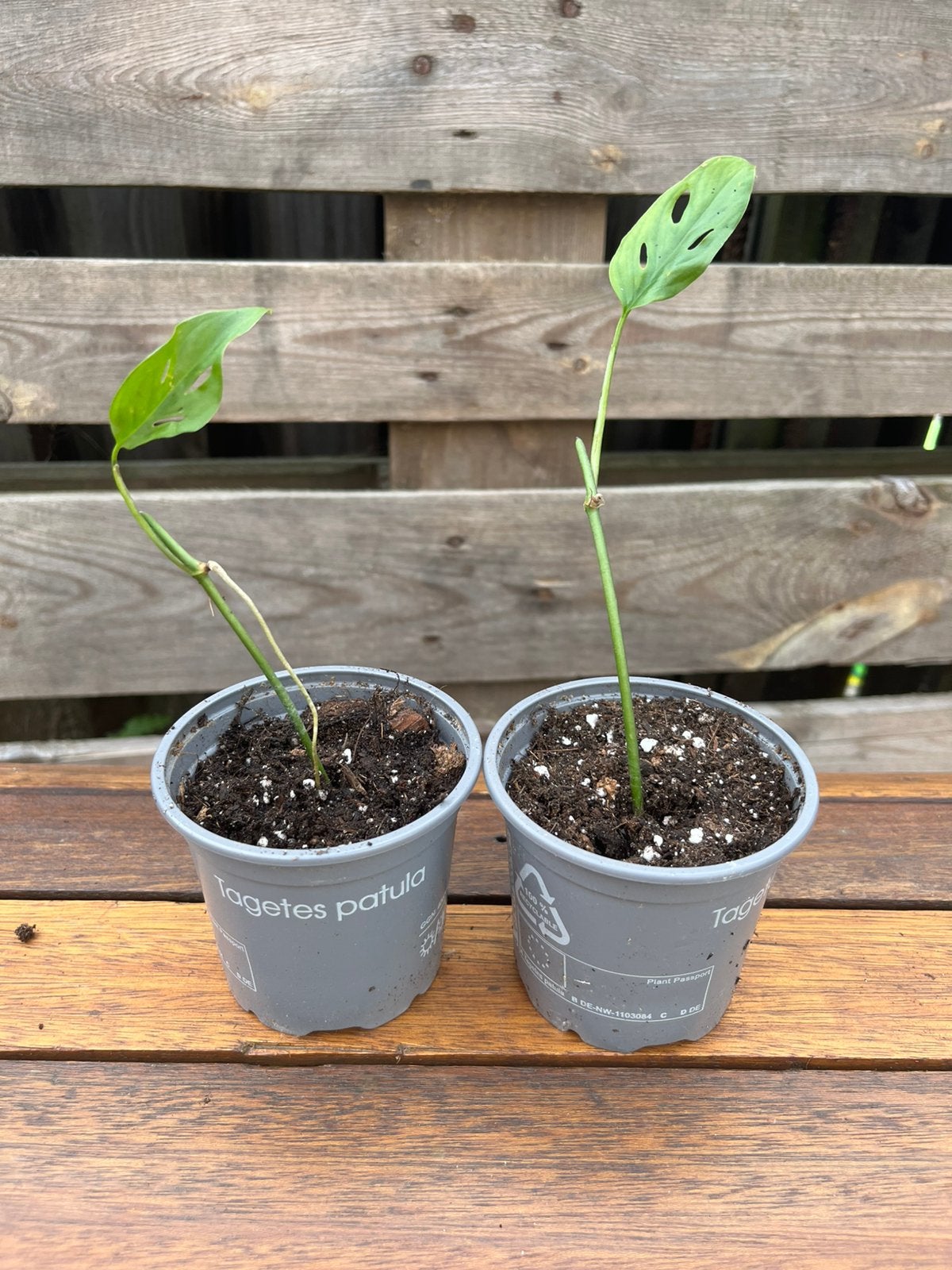 Monstera acuminata, Maison & Meubles, Plantes d'intérieur, Autres espèces, En pot, Enlèvement ou Envoi, 100 à 150 cm