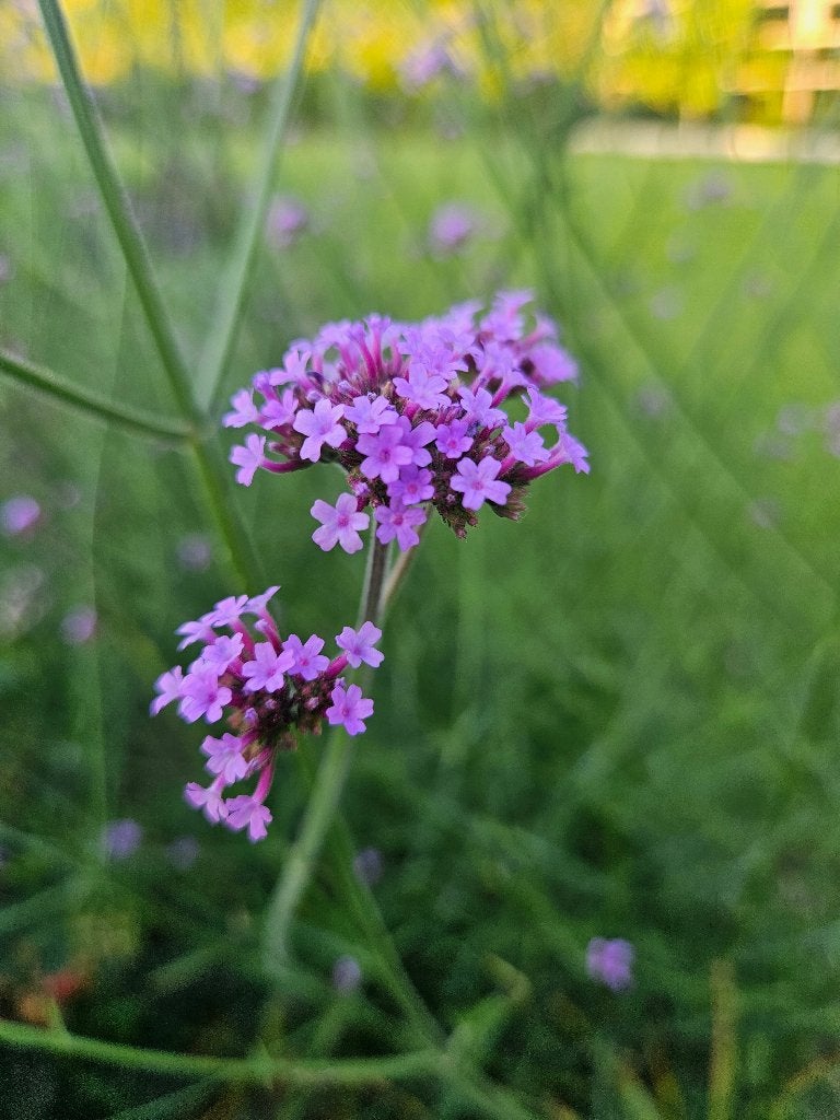 Verbena bonariensis, Jardin & Terrasse, Autres espèces, Plein soleil, Été, Enlèvement