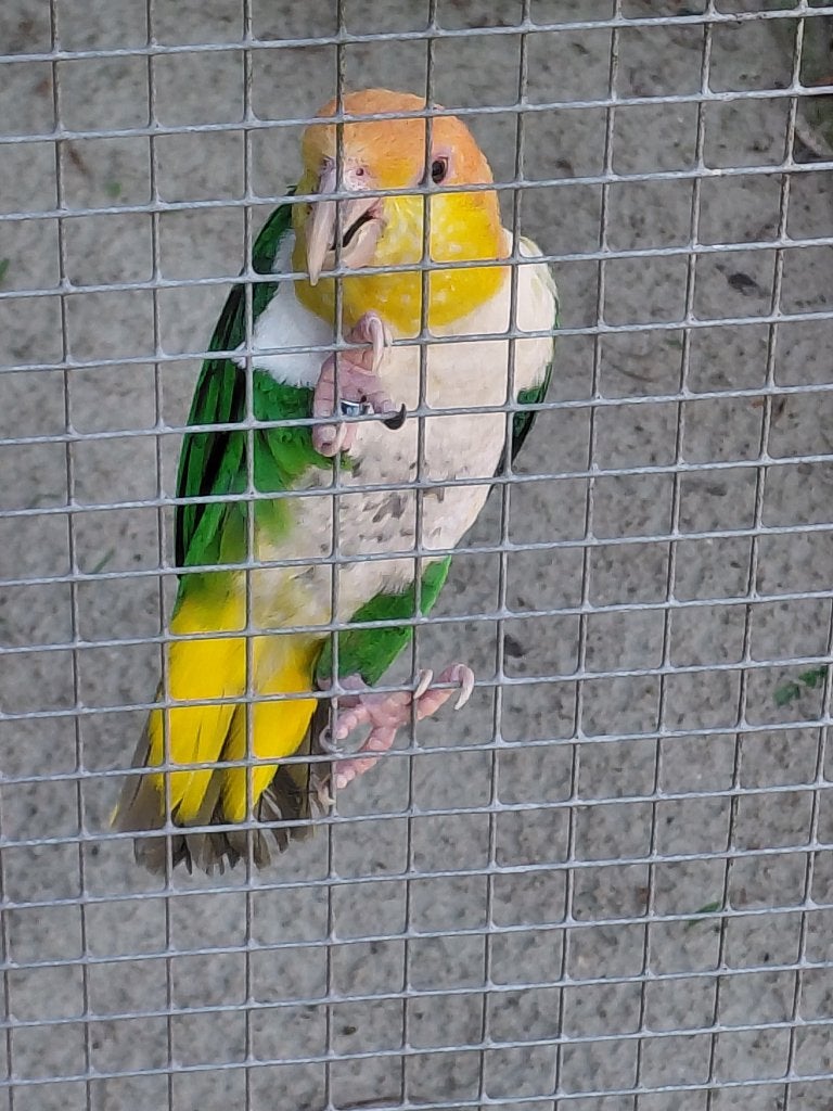 Couple reproducteur de perroquets de Groendijcaiques., Plusieurs animaux, Perroquet, Bagué