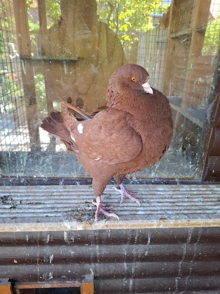 ROI COQ ROUGE/BLANC, Mâle, Autres espèces