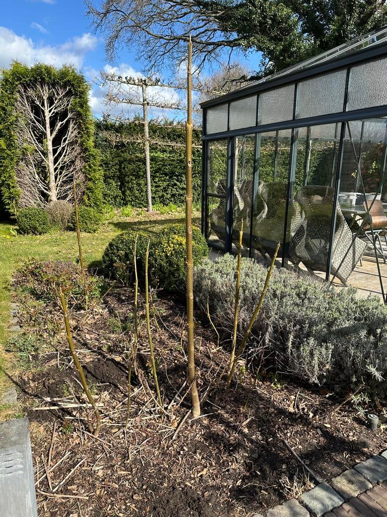 Anna Paulownabomen, Tuin en Terras, Planten | Bomen, Ophalen