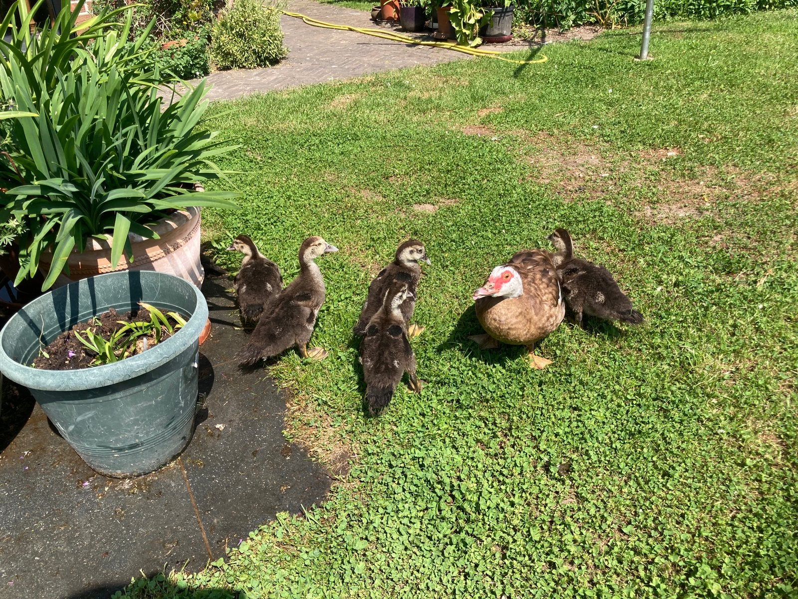 Eenden, Dieren en Toebehoren, Pluimvee, Geslacht onbekend, Eend