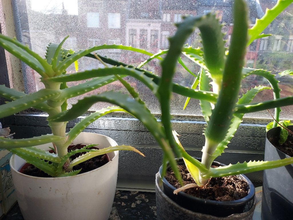 Diverse Aloë vera plantjes (van klein naar groot), Ophalen, Vetplant, Halfschaduw, In pot