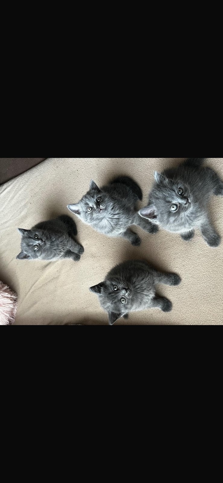 Britse korthaar kittens, Dieren en Toebehoren, Meerdere dieren, Kortharig, 0 tot 2 jaar