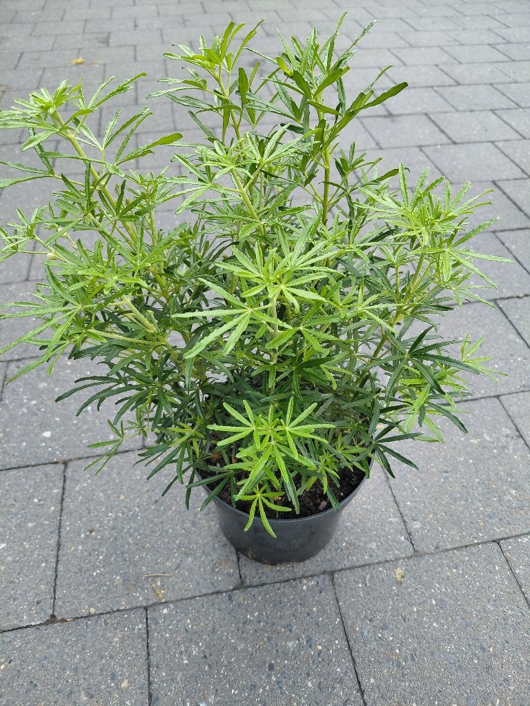Choisya White Dazzler, Tuin en Terras, Ophalen