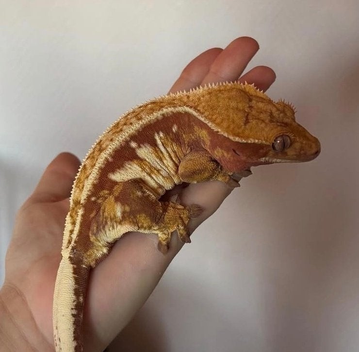 Proven Red Tricolor High White Emptyback wimpergekko vrouw, Animaux & Accessoires, Reptiles & Amphibiens, Lézard, Domestique, 3 à 6 ans