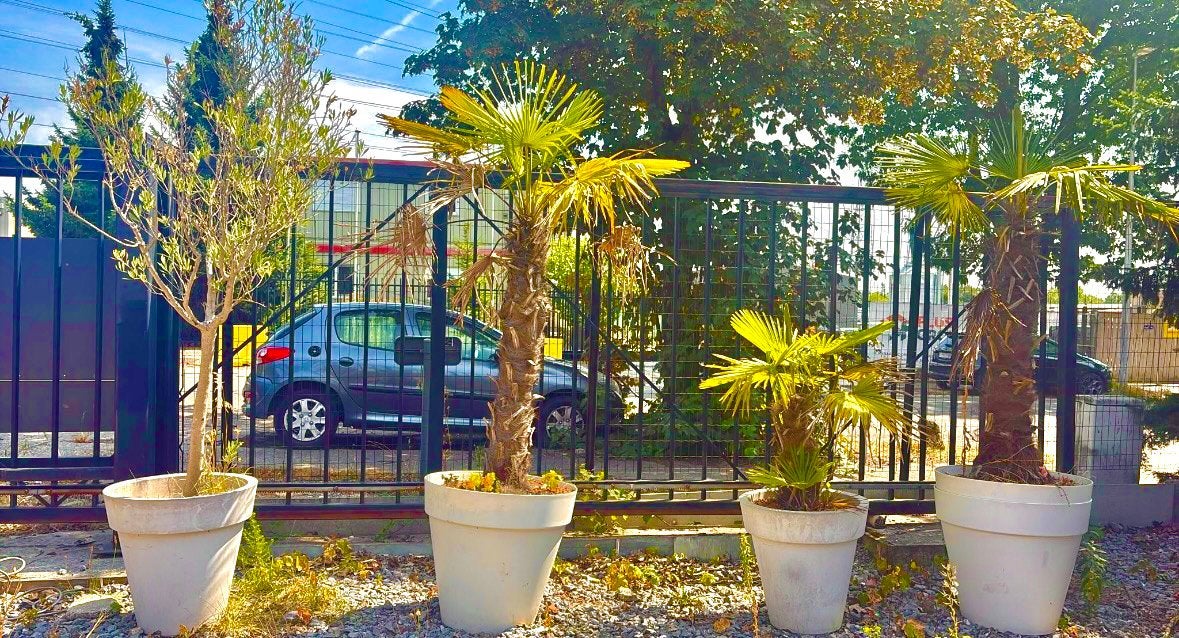 Olijfboom + palmbomen., Ophalen of Verzenden, Olijfboom
