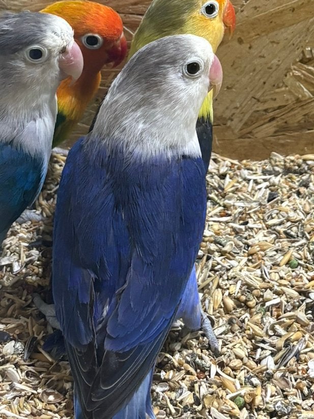 Agapornis, Mâle, Perroquet nain ou Inséparable, Bagué