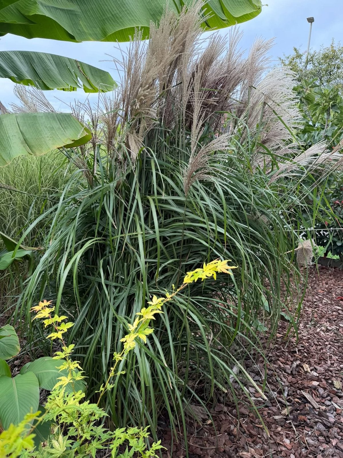 Siergras met pluimen, Tuin en Terras, Ophalen, Vaste plant, Siergrassen