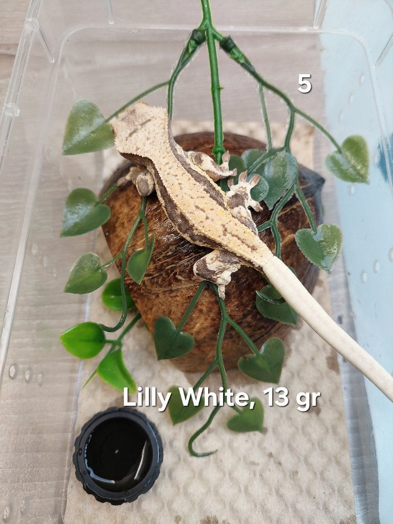 Wimpergekko Lilly White, Dieren en Toebehoren