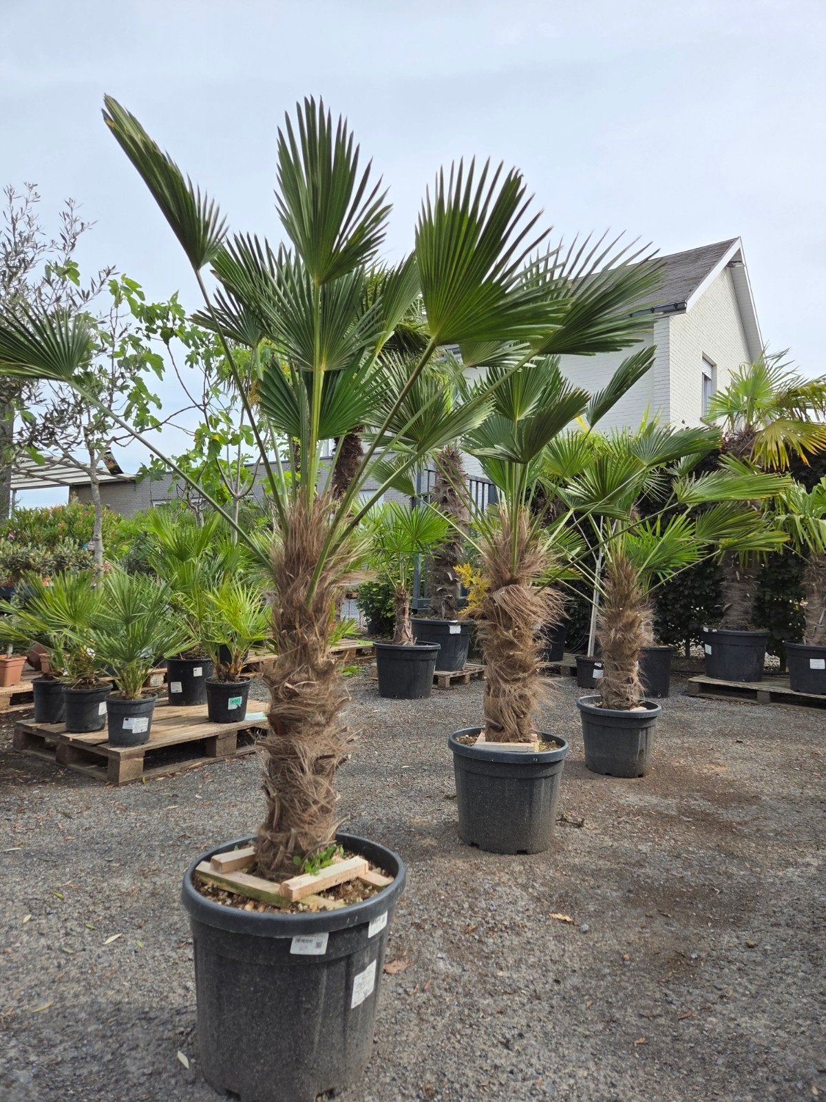 Palmboom Trachycarpus Wagnerianus, Jardin & Terrasse, Plantes | Arbres, Palmier, Enlèvement