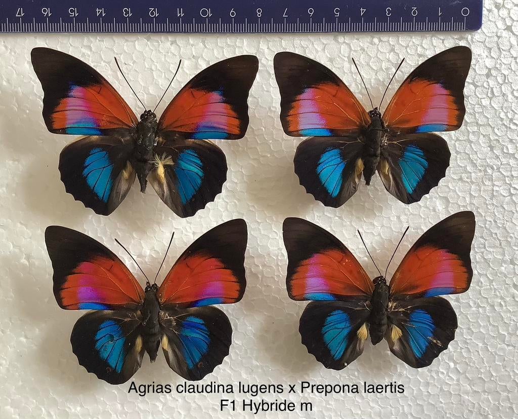 Agrias claudina lugens x Prepona laertis F1 Hybride m, Ophalen of Verzenden