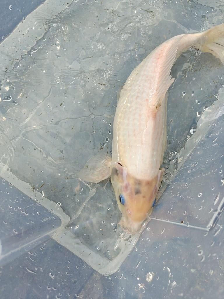 Koi, Animaux & Accessoires, Poissons | Poissons d'étang, Carpe ou Koï