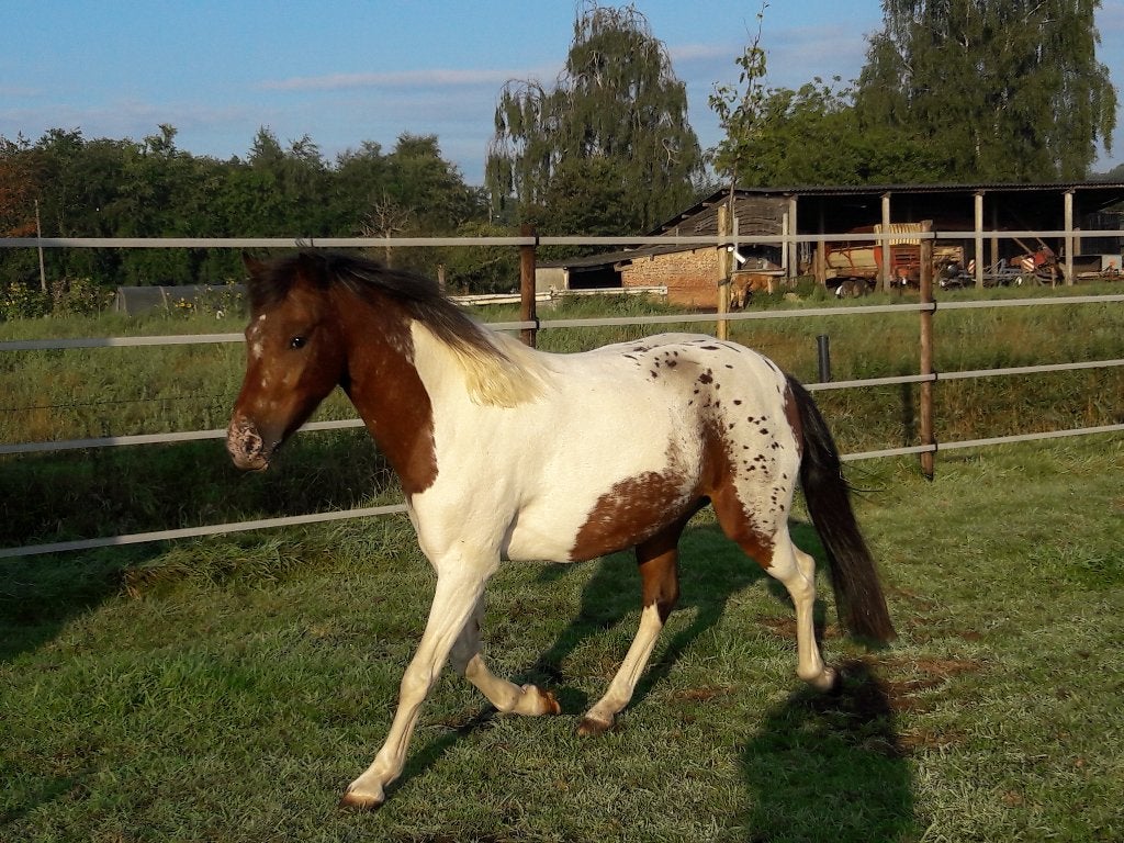Ruiter gezocht voor c pony, Dieren en Toebehoren, 1 paard of pony