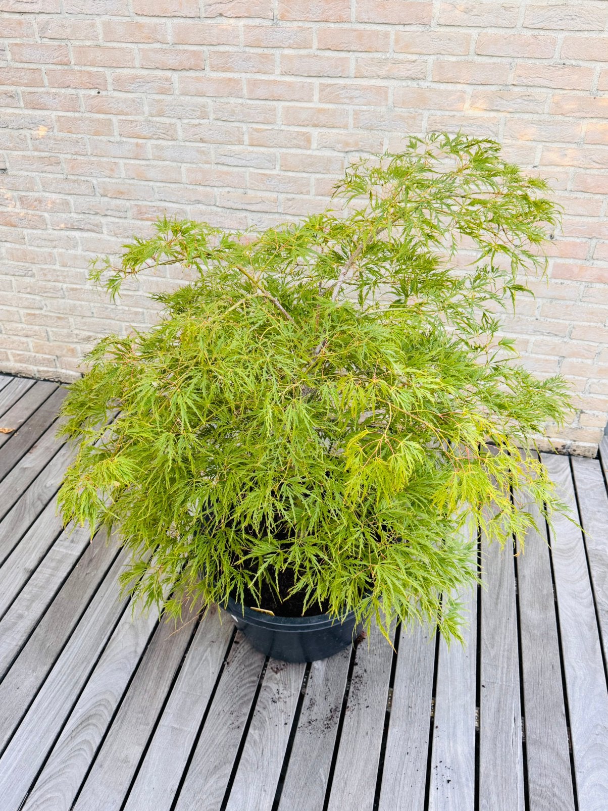 Japanse esdoorn “ Acer Palmatum Dissectum “, Tuin en Terras, Vaste plant, Halfschaduw, Lente, Ophalen