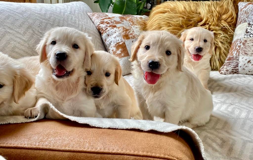 Zalige Golden Retriever puppys bij ons op de boerderij ☀️ !, Dieren en Toebehoren, België, Fokker | Hobbymatig, 8 tot 15 weken