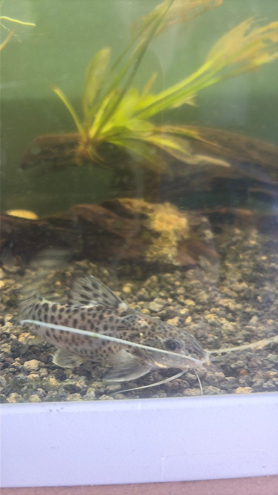 2 pictus meervallen, Animaux & Accessoires, Poissons | Poissons d'aquarium, Poisson, Poisson d'eau douce
