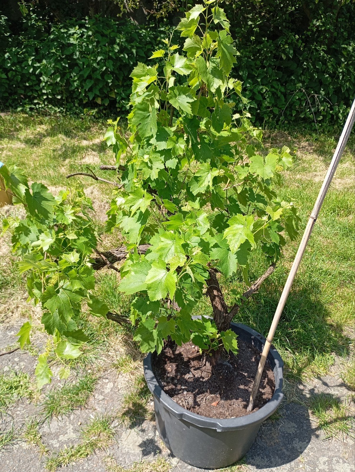 15 jarige Blauwe Druiven plant, Enlèvement