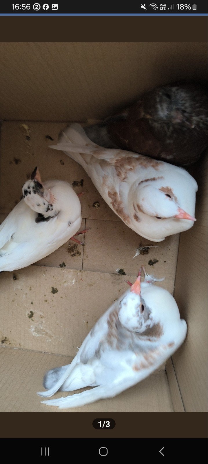 duiven, Dieren en Toebehoren