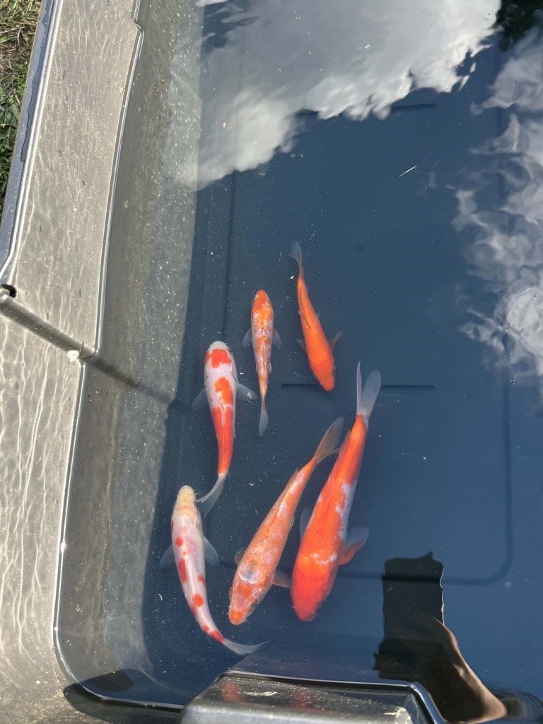 5x Kohaku, Tancho & Ginrin Kohaku – Eigen Kweek, Animaux & Accessoires, Carpe ou Koï