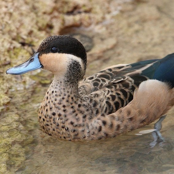 hottentot talingen, Meerdere dieren, Eend