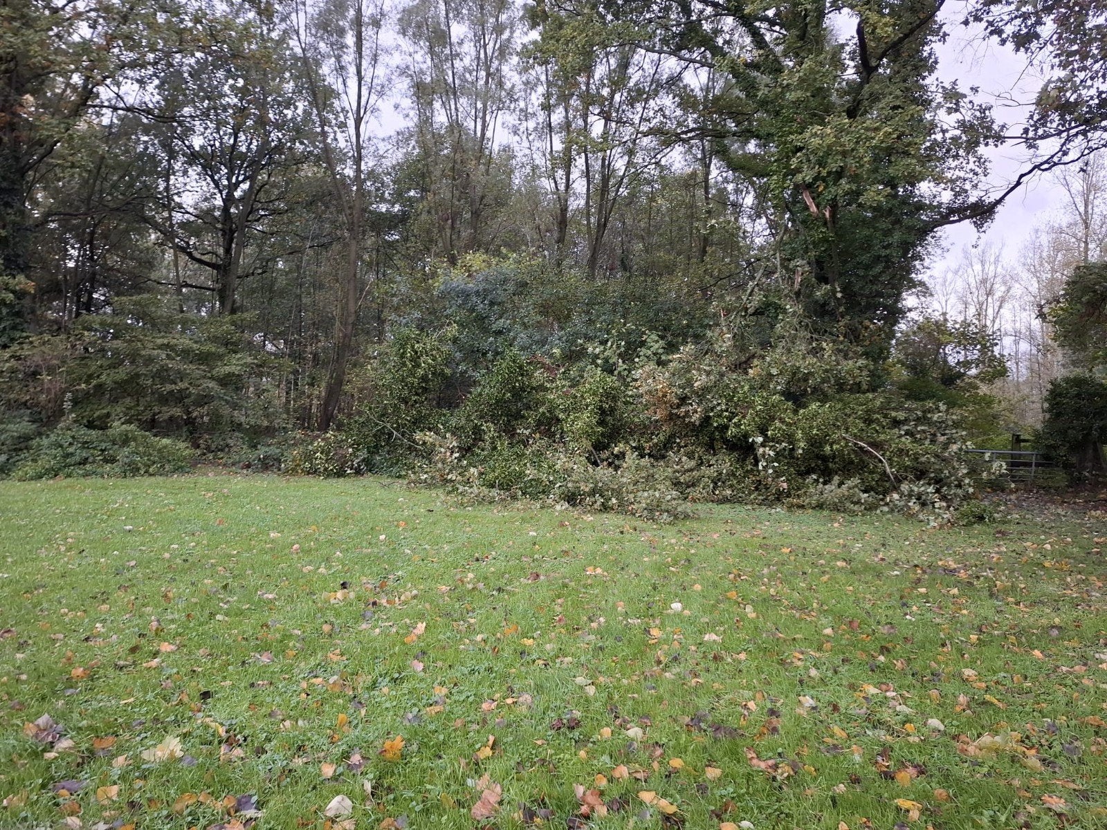 gratis eiken brandhout van ontwortelde boom, Ophalen, Eikenhout