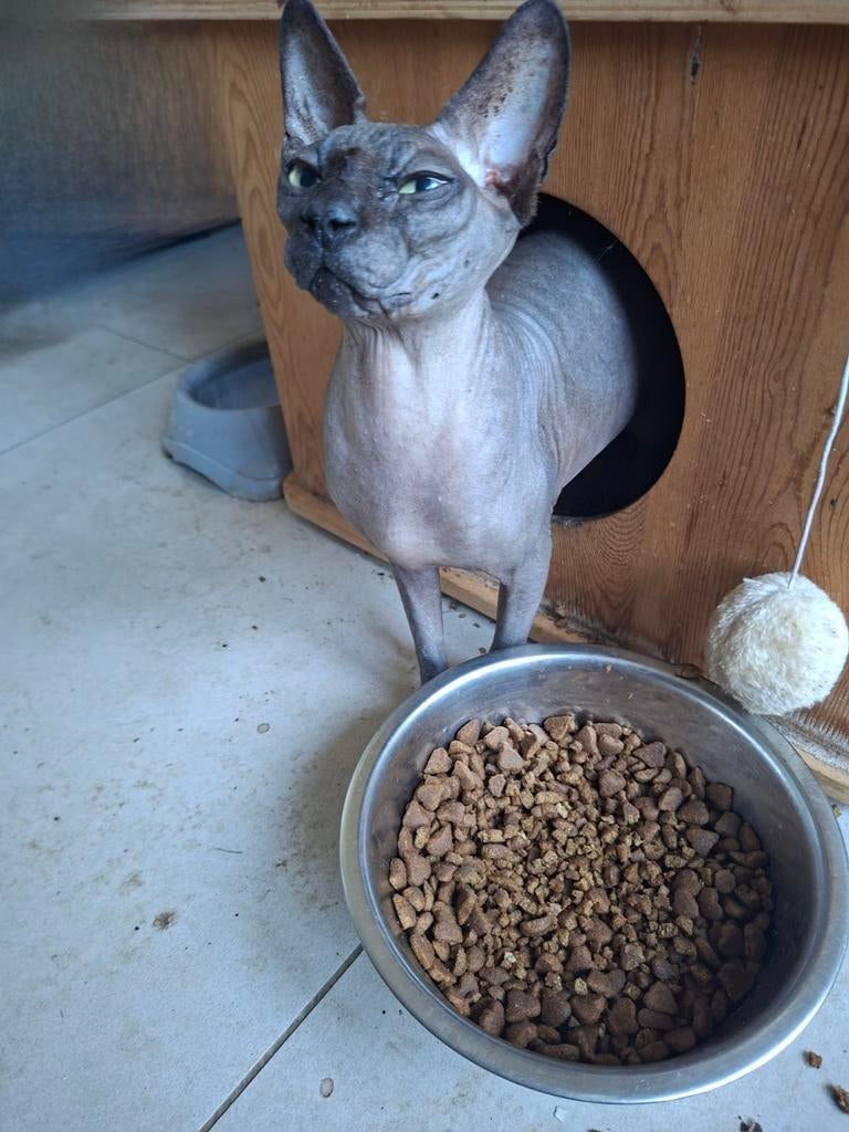 sphynx femelle, Chatte ou Chat, Avec pedigree, 3 à 5 ans