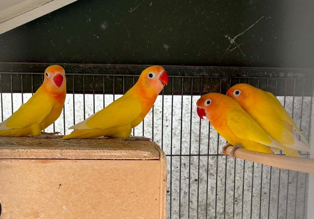 agapornis, Geslacht onbekend, Dwergpapegaai of Agapornis, Geringd