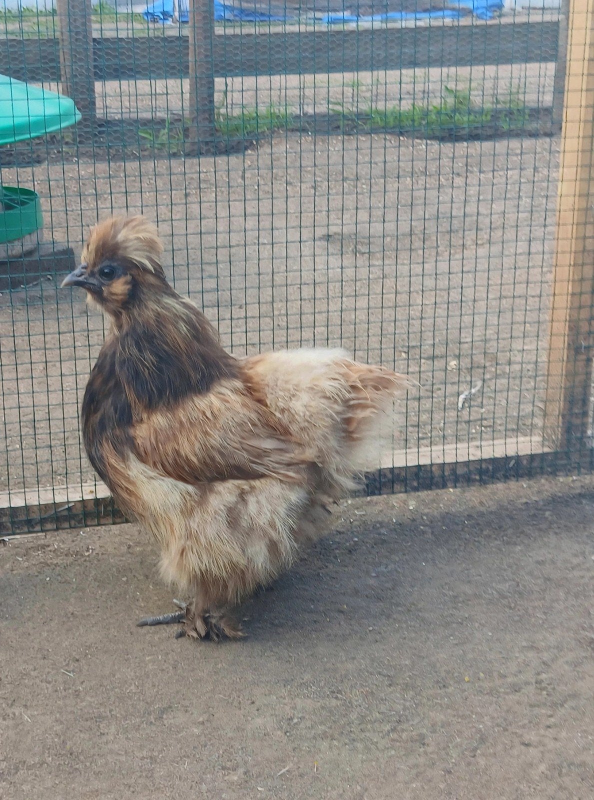 3 zijdehoen hennen, Dieren en Toebehoren, Pluimvee, Vrouwelijk, Kip