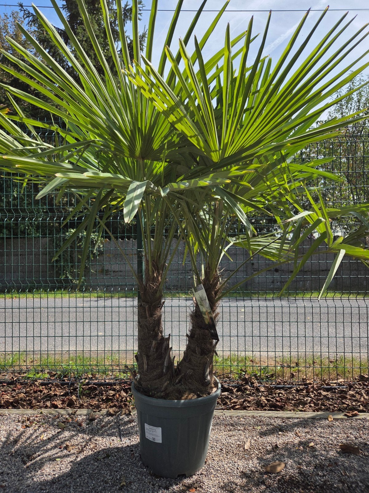Winterharde palmboom Trachycarpus Fortunei 2 stam, Ophalen, Halfschaduw, Palmboom