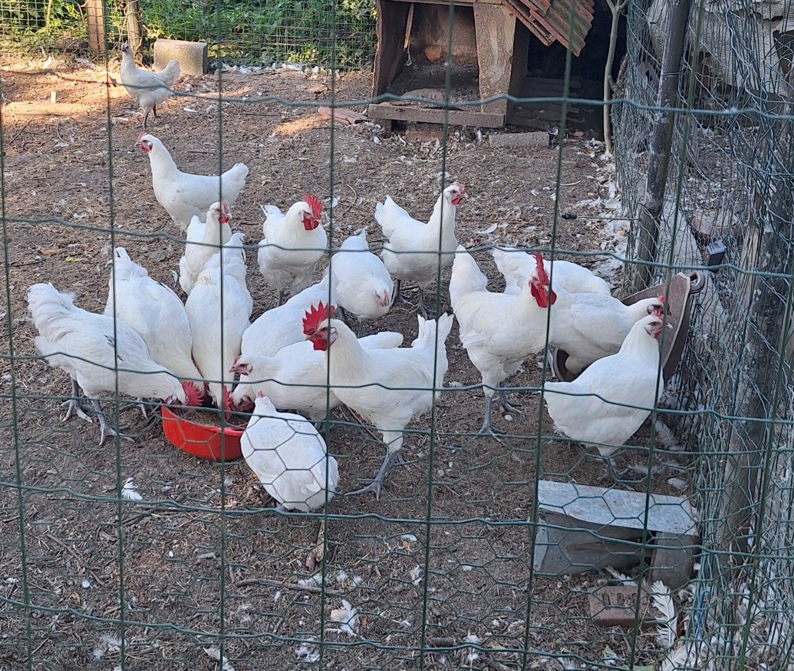 Poule de Bresse, Dieren en Toebehoren