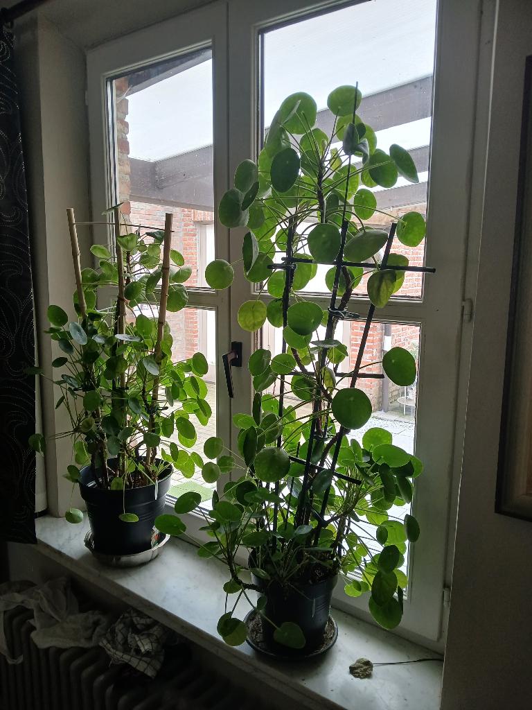pannenkoekenplanten, Huis en Inrichting, Kamerplanten, Ophalen, Overige soorten, Halfschaduw, Minder dan 100 cm