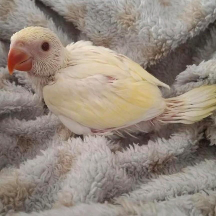 Handtamme baby albino lacewing halsbandparkiet, Dieren en Toebehoren, Vogels | Parkieten en Papegaaien, Geringd