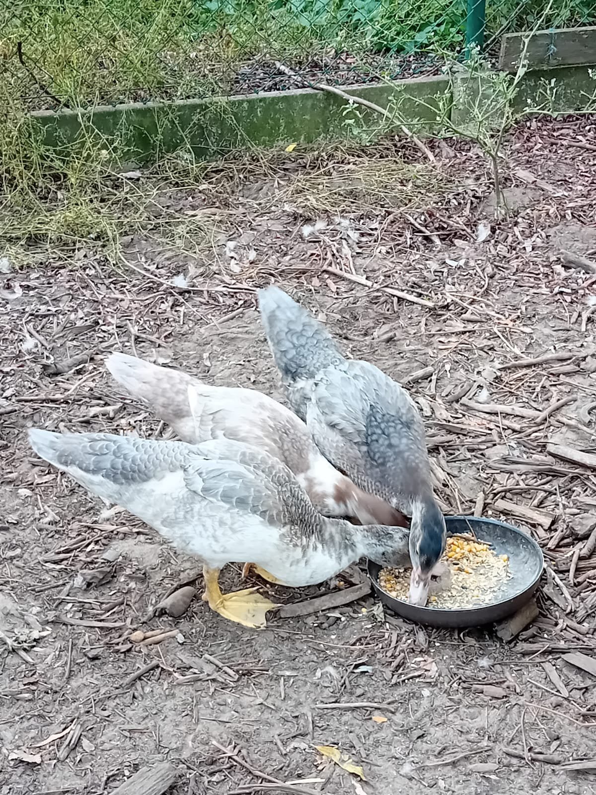 Barberieneenden te koop, Canard
